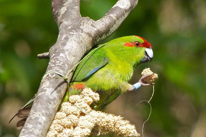 Small Group Daytime 2-Hour Eco Wildlife Tour at Zealandia - Tour Experience Highlights