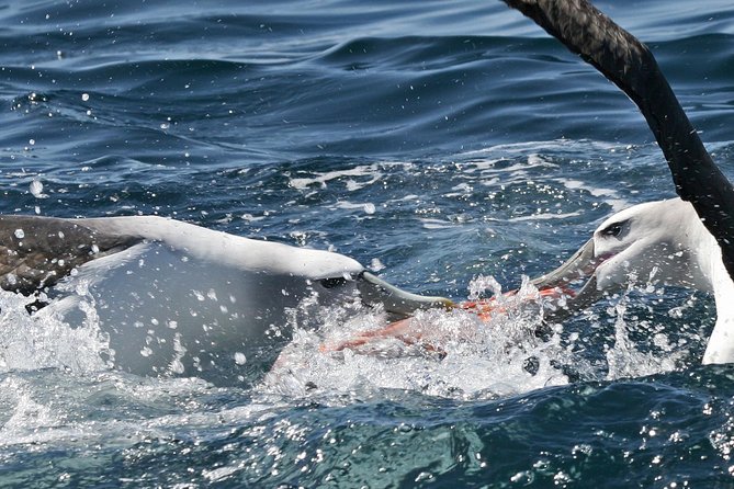 Small-Group Dunedin Wildlife Cruise - Guided Experience