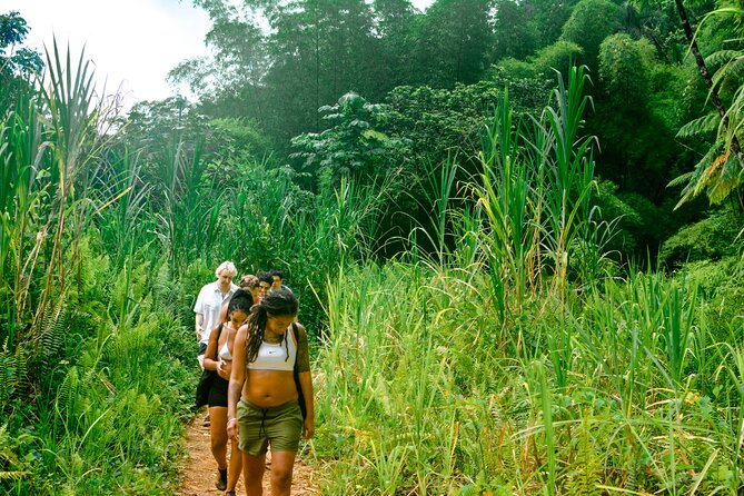 Small-Group El Yunque Rainforest Vivid Day Tour With Transport - Refreshing Natural Pools