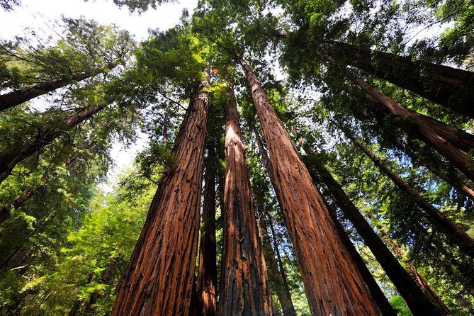 Small-Group Half Day Muir Woods and Sausalito Morning Tour - Itinerary and Experience