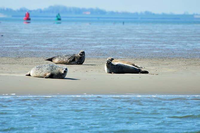 Small Group Half Day Seal Safari at UNESCO Site Waddensea From Amsterdam - Inclusions and Amenities