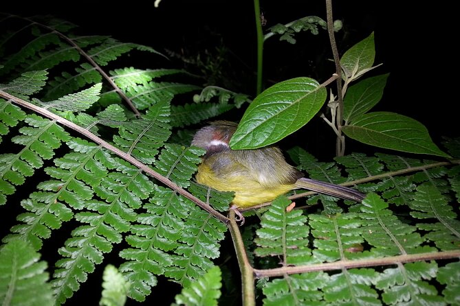 Small Group Night Walking Tour in Monteverde - What to Expect