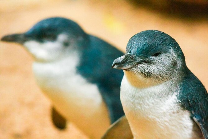Small-Group Phillip Island Penguin Parade Day Tour From Melbourne - Wildlife Encounters