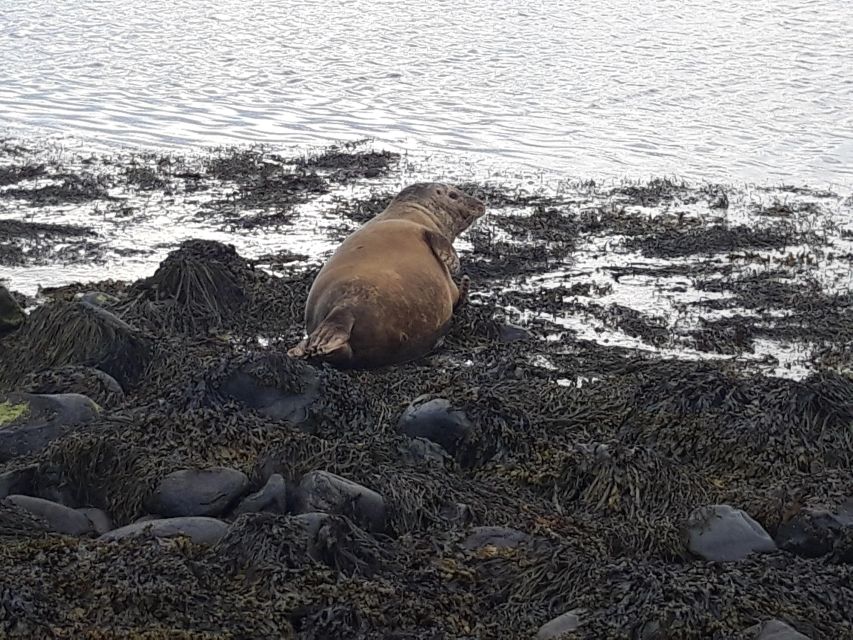 Snaefellsnes Peninsula Private Tour From Reykjavik - Itinerary Highlights
