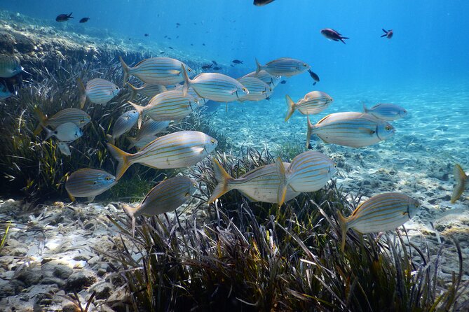Snorkeling Adventure Trip - Whats Included in the Package