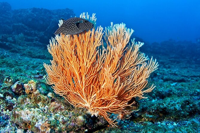 Snorkeling at Caño Island - Tour Pricing and Requirements