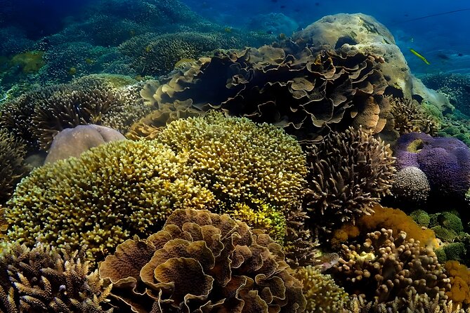 Snorkeling In Nusa Penida Departing From Bali Island - Meeting and Pickup Locations