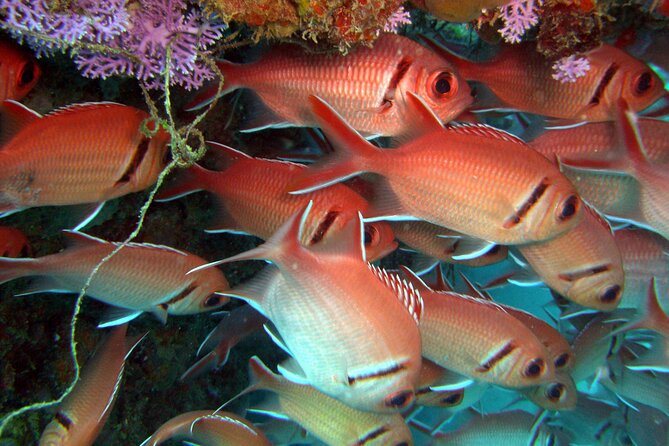 Snorkeling Tour With Fish and Turtles in San Juan - Tips for an Enjoyable Experience