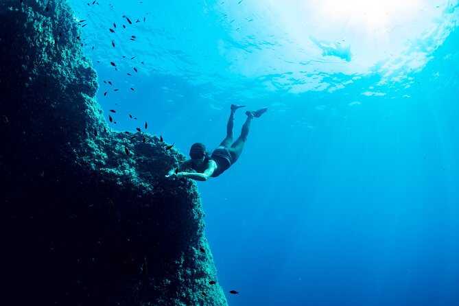 Snorkeling With Marine Biologist Expert From Sorrento - Observed Marine Life