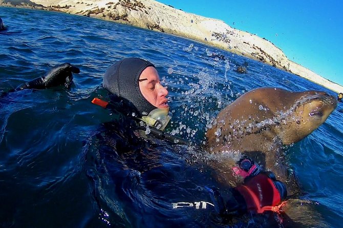 Snorkeling With Sea Lions by Madryn Buceo - Activity Highlights