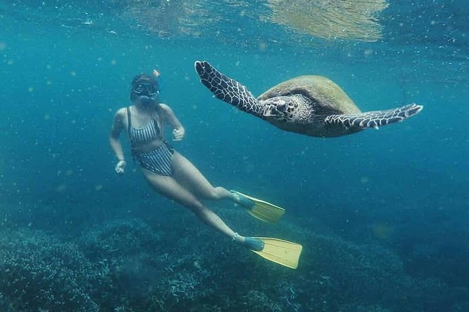 Snorkeling With Turtles in Mirissa - Unique Turtle Encounters
