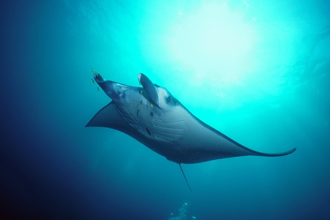 Snorkelling With Manta Rays - Snorkeling Experience Details