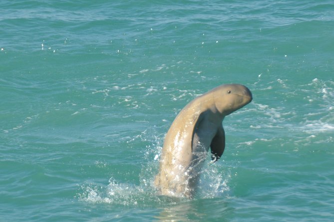 Snubfin Dolphin Eco Cruise From Broome - Meeting and Pickup Options
