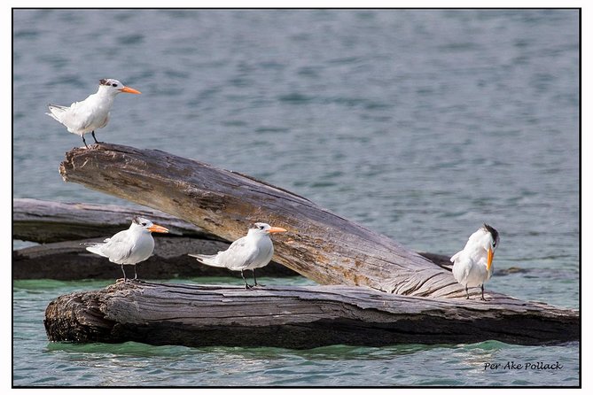 SoCoHo Half Day - Mangrove Kayak & Reef Snorkeling - Booking Information