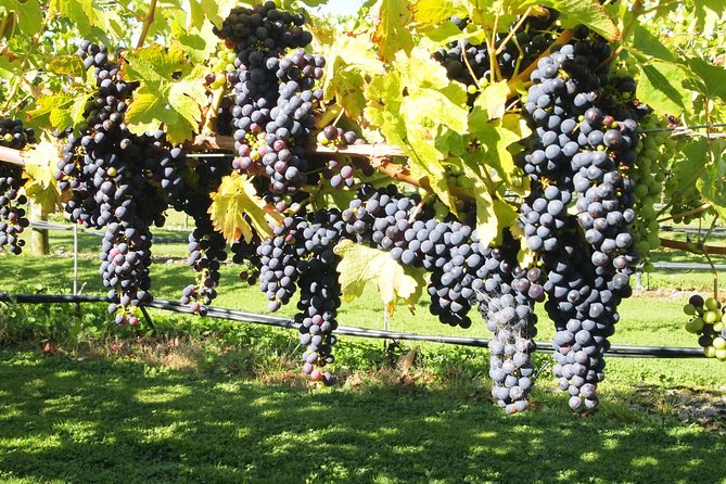 Solo Traveller Full Day Wine Gourmet and Scenic Delights Tour From Blenheim - Experience Highlights