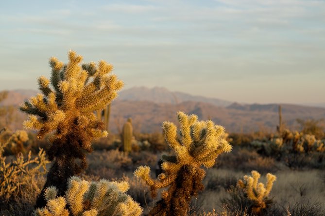 Sonoran Desert Jeep Tour - Customer Reviews