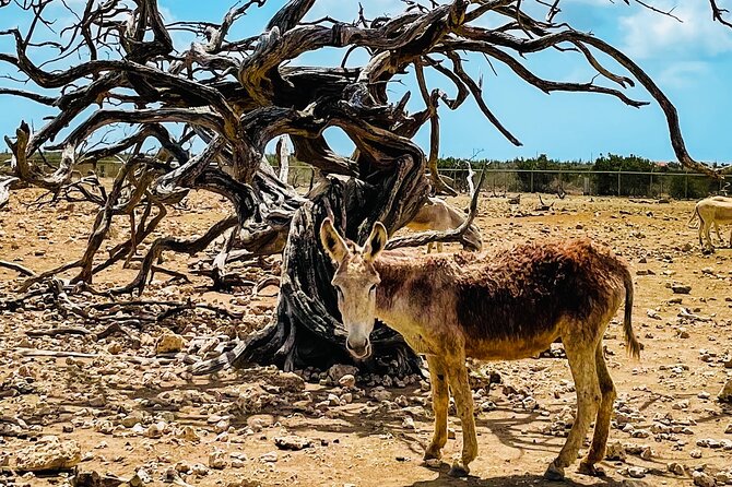 South Bonaire Private Island Tour - Accessibility Information