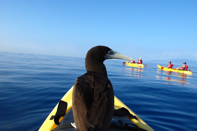 South Maui Kayak and Snorkel Tour With Turtles - Inclusions and Amenities