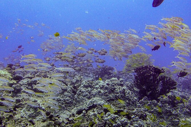South Maui Shore Dive - Dive Experience Details