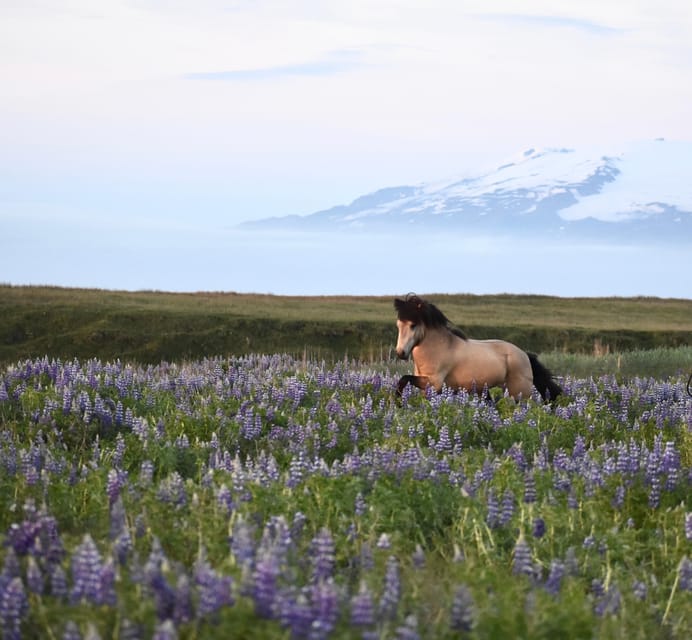 South of Iceland: Black Beach Riding Tour - Highlights of the Experience