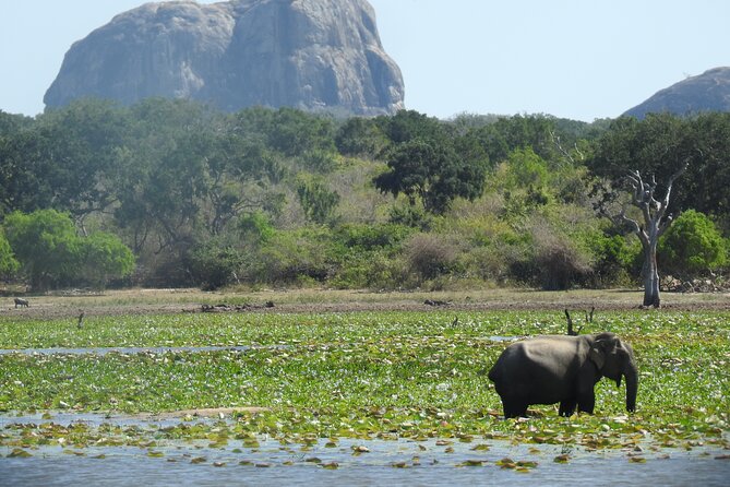 Special Morning Safari -04.30 Am to 11.30 Am - Half Day Safari - Pickup and Drop-off
