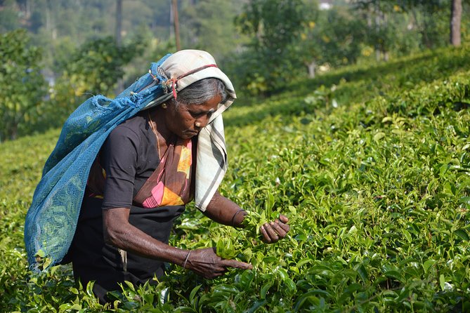 Sri Lanka Tour Package For 4 Nights - Key Highlights