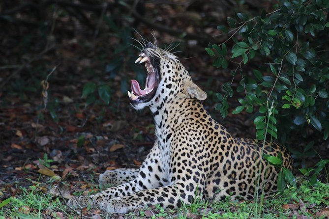 Sri Lanka Tours 12-DAY Wildlife Tour With Driver,Car or Van and Accommodations - Inclusions and Amenities