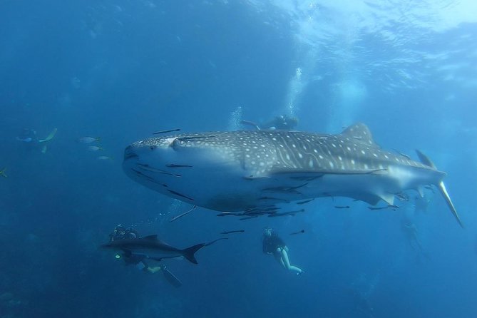 SSI Open Water Diver - Meeting Location