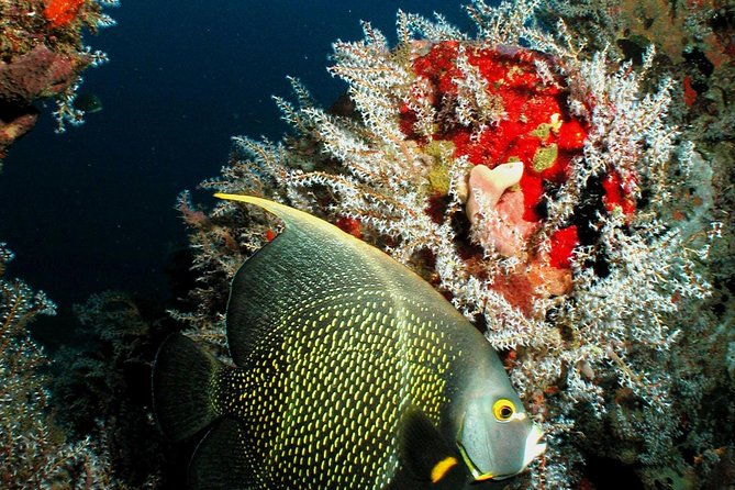 St Lucia Certified Scuba Diving Tour - Meeting and Pickup Information