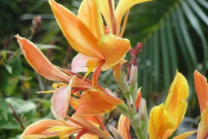 St Lucia Northern Island Tour - Highlights of the Tour