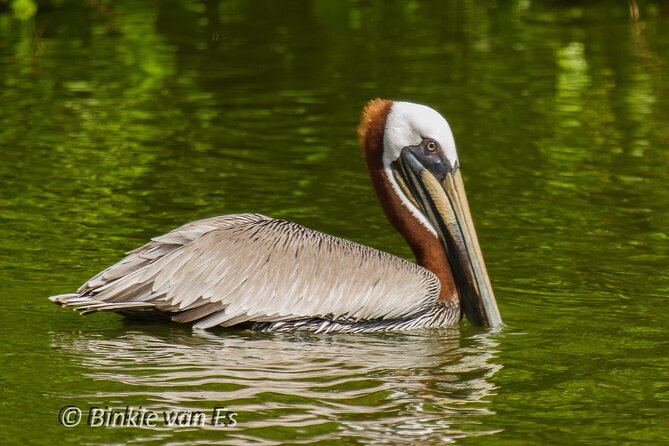 St.Martin - St.Maarten: Small Group, Birding Tour / Bird Watching Tour - Accessibility and Family Info