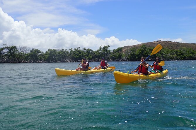 St Thomas Shore Excursion: Mangrove Lagoon Kayak and Snorkel Tour - Wildlife Sightings