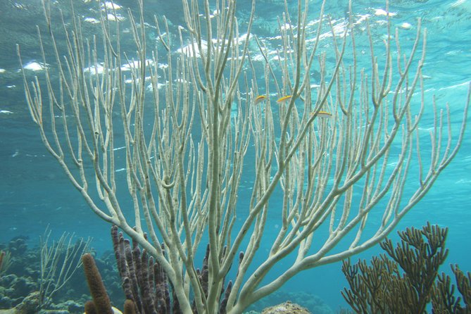 Starfish Point, Stingray City-Sandbar & Coral Gardens - Tour Schedule