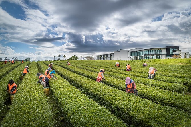 [Stevong Travel] Spring Flowers With Delicious Zealong Tea - Highlights of the Tour