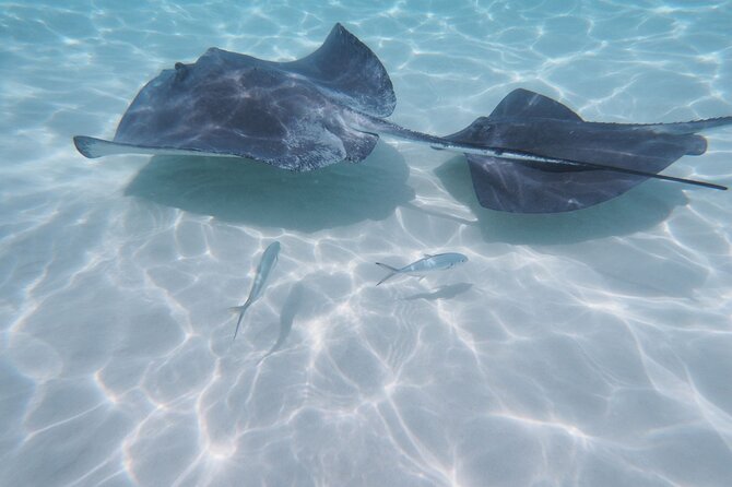 Stingray City Sandbar, Coral Gardens Snorkeling & Starfish Point - Meeting and Pickup Details