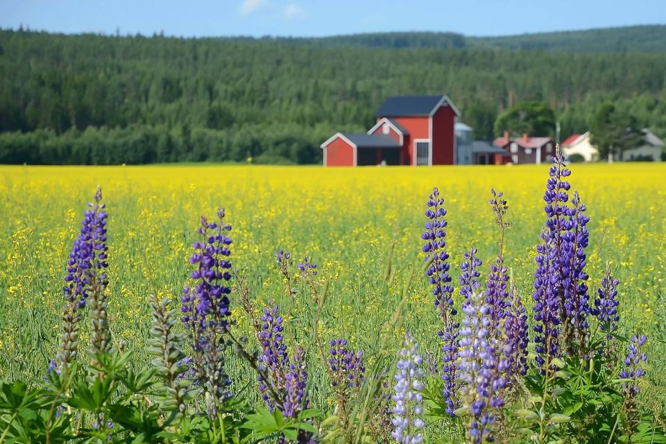 Stockholm: Evening Wildlife Safari With Midsummer Meal - Wildlife Encounters