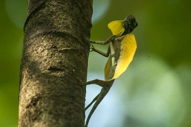 Sulawesi Tangkoko National Park Private Tour - Itinerary and Logistics