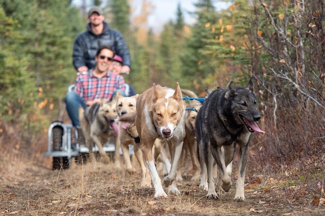 Summer Dog Sledding Adventure in Willow, Alaska - Whats Included in Your Adventure