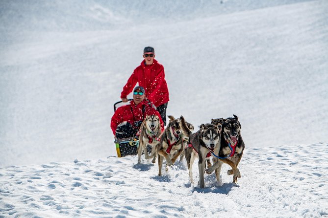 Summer Glacier Dogsledding Tour From Girdwood - Inclusions and Logistics