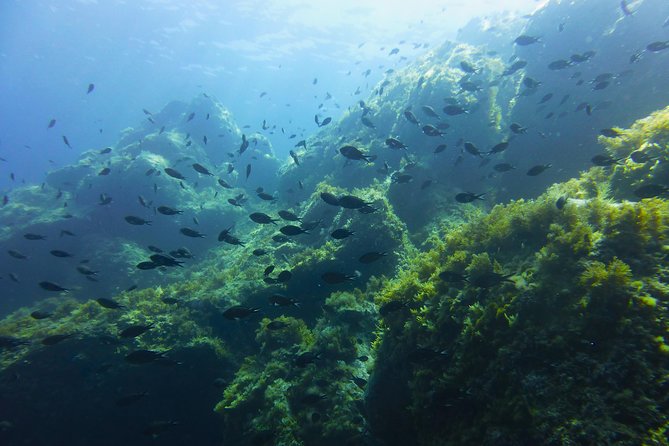 Summer Tour: Dolphin Watching and Guided Snorkeling - Included in the Tour