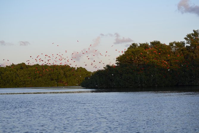 Sunset Boat Tour Into Caroni Wetlands - Whats Included in the Tour
