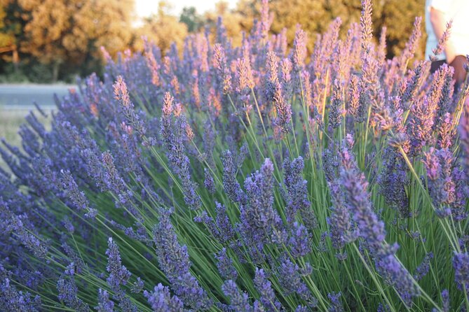 Sunset Lavender Tour From Aix-En-Provence - Meeting Point and Logistics