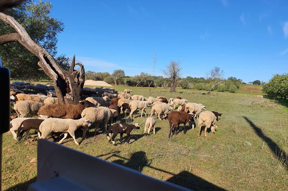 Sunset Safari in the Algarve Mountains - Booking Information