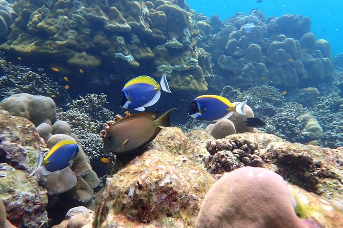 Surin Islands- Early Bird Snorkeltour From Khao Lak in English, French, German, Italian - Inclusions and Amenities