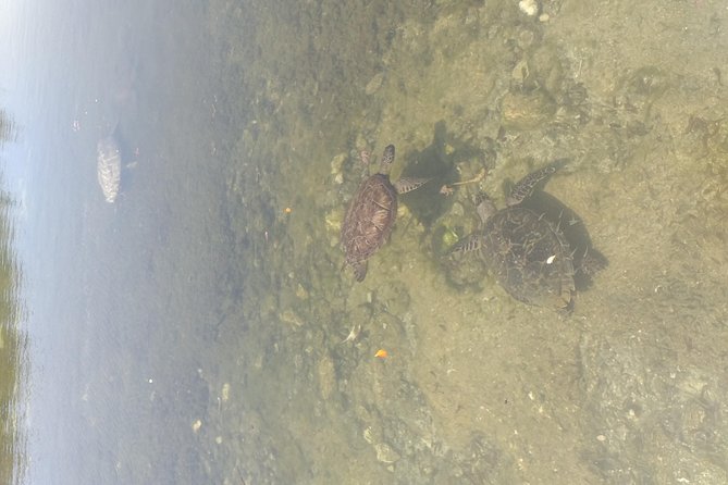 Sweetings Cay Mangrove Kayaking and Turtles - Whats Included in the Tour