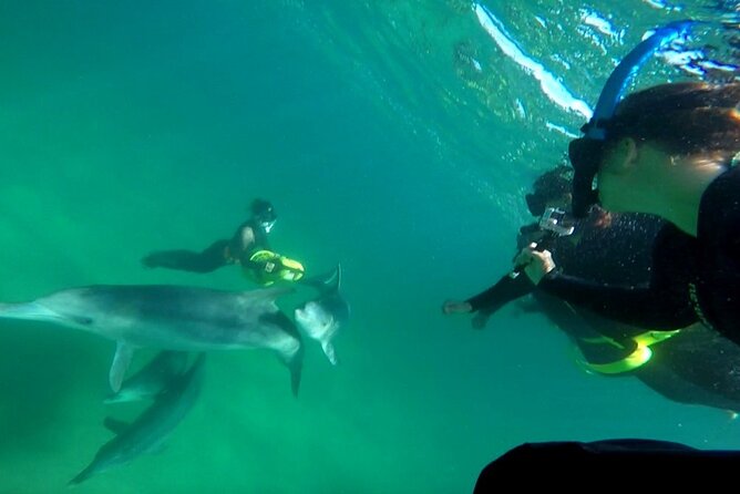 Swim With Wild Dolphins Day Tour - Tour Details and Inclusions