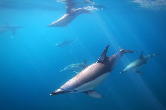 Swim With Wild Dolphins in Tauranga - Tour Details and Schedule