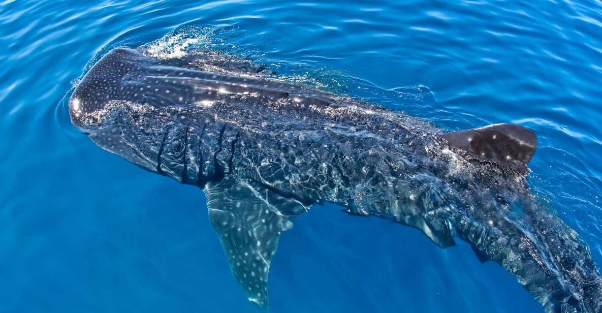 Swimming With Whale Sharks in Cancun - Advantages of Visiting Cancun