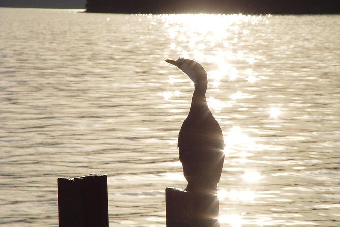 Swimming With Wild Dolphins in Akaroa - Safety and Meeting Details