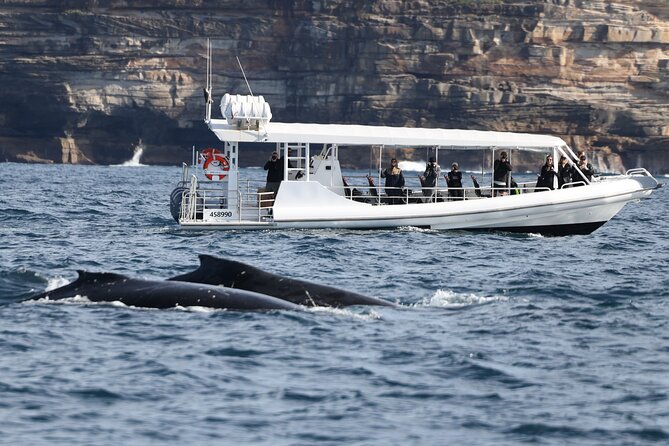 Sydney Whale-Watching by Speed Boat - Inclusions and Exclusions